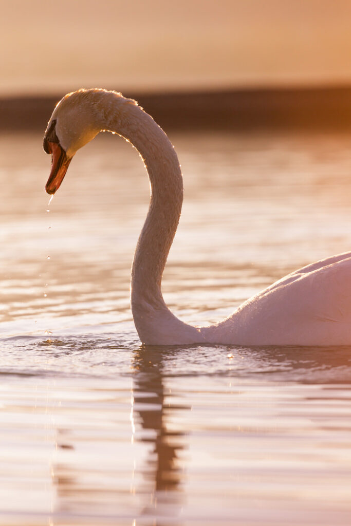 Ein Schwan auf dem Forggensee