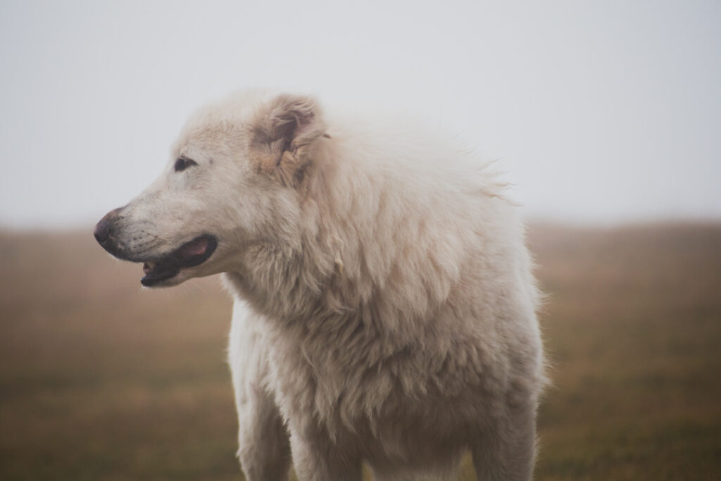 Großer weißer Hütehund beim Baleasee in Rumänien