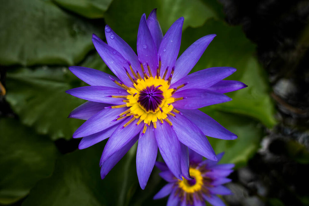 Lilane Seerose Nymphaea panama pacific