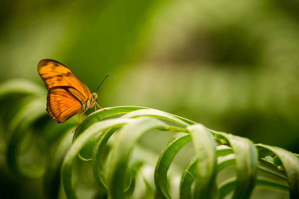 kleiner orangener Schmetterling sitzt auf Pflanze